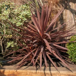 Australische Keulenlilie Burgundy Spire® - Rote Blätter, sofort Wirkung