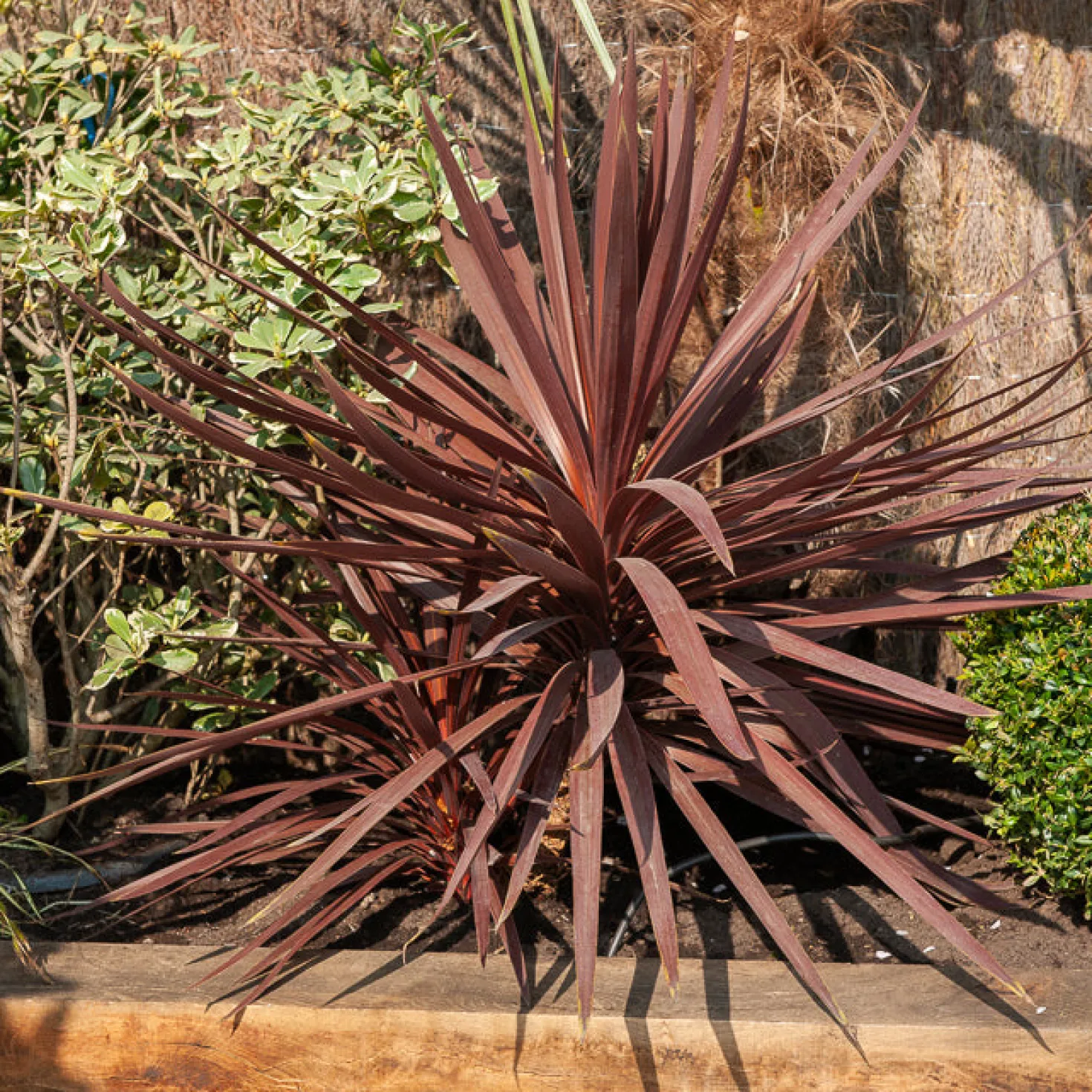 Australische Keulenlilie Burgundy Spire® - Rote Blätter, sofort Wirkung