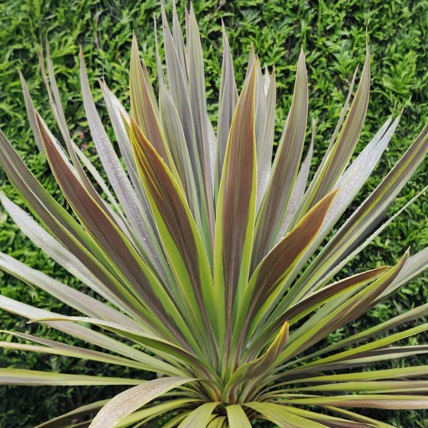 Australische Keulenlilie Choc-Mint® - Exotik für Balkon und Terrasse