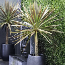 Australische Keulenlilie Choc-Mint® - Exotik für Balkon und Terrasse
