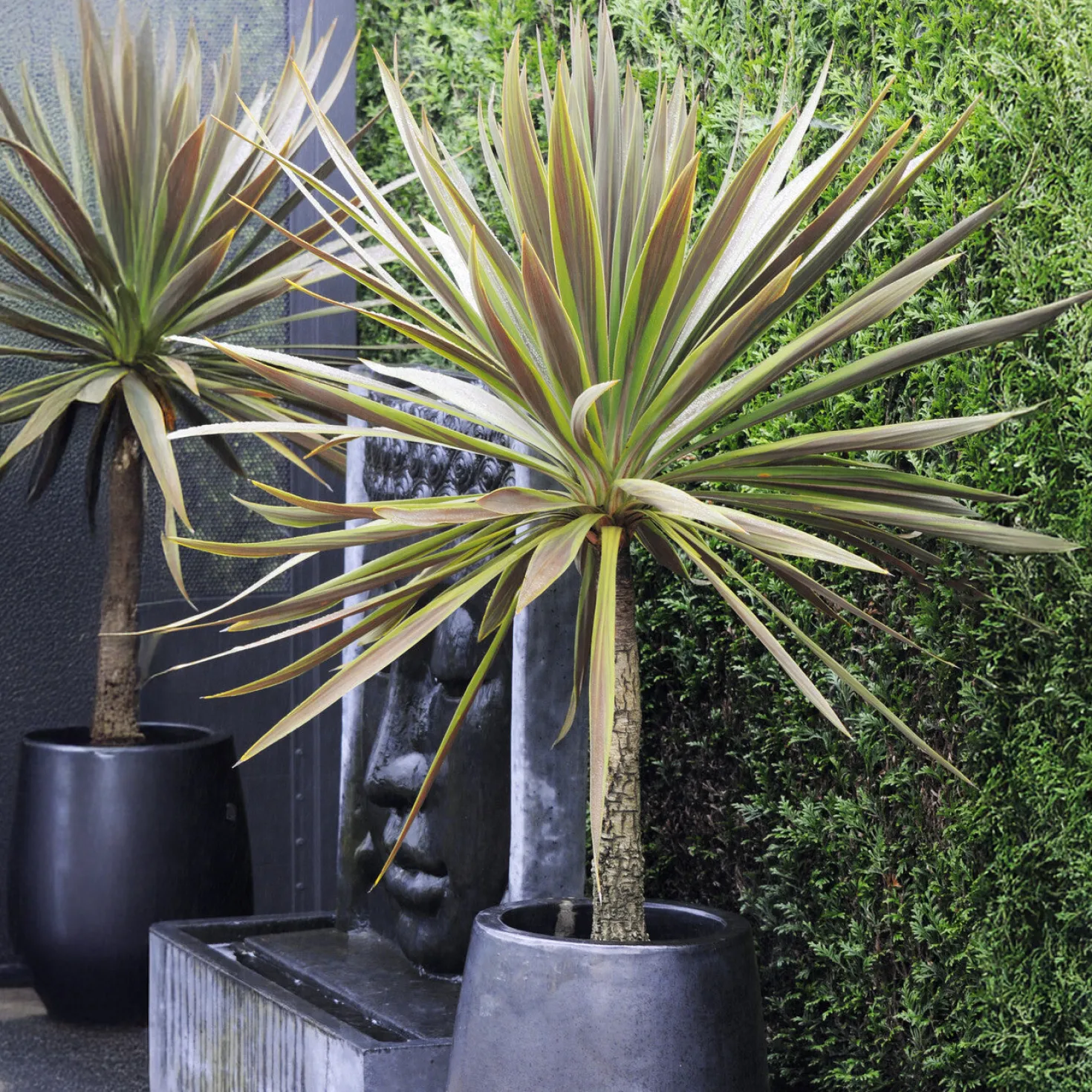 Australische Keulenlilie Choc-Mint® - Exotik für Balkon und Terrasse
