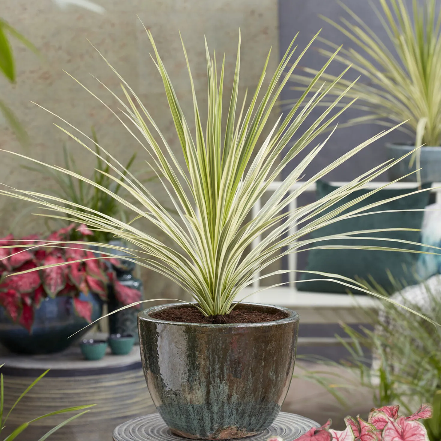 Australische Keulenlilie Lime Passion® - Exotik für Terrasse & Balkon