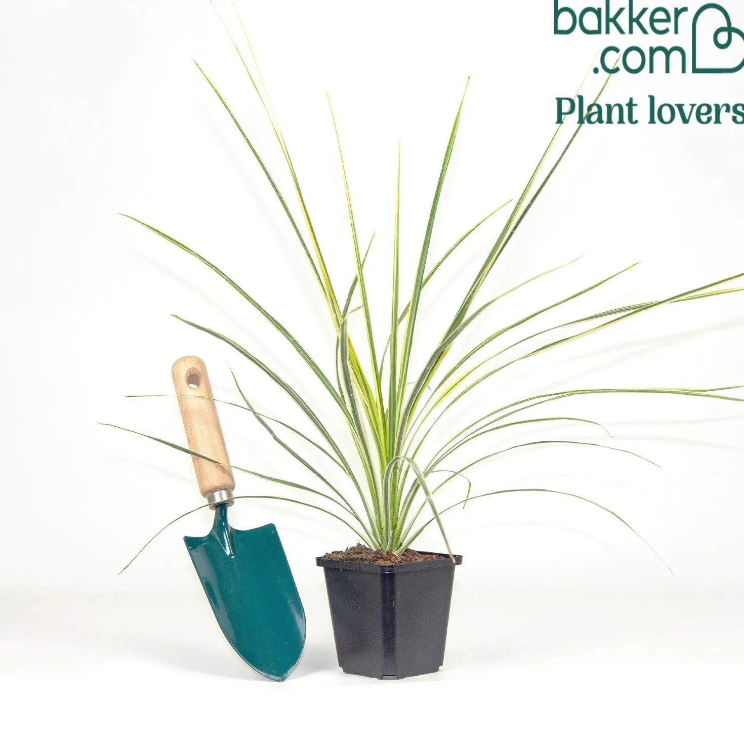 Australische Keulenlilie Lime Passion® - Exotik für Terrasse & Balkon