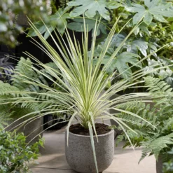 Australische Keulenlilie Lime Passion® - Exotik für Terrasse & Balkon