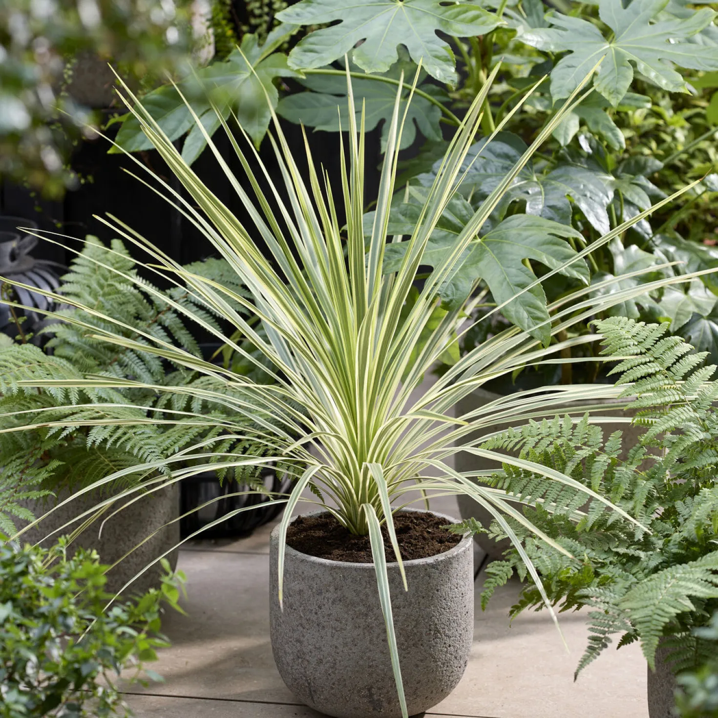 Australische Keulenlilie Lime Passion® - Exotik für Terrasse & Balkon