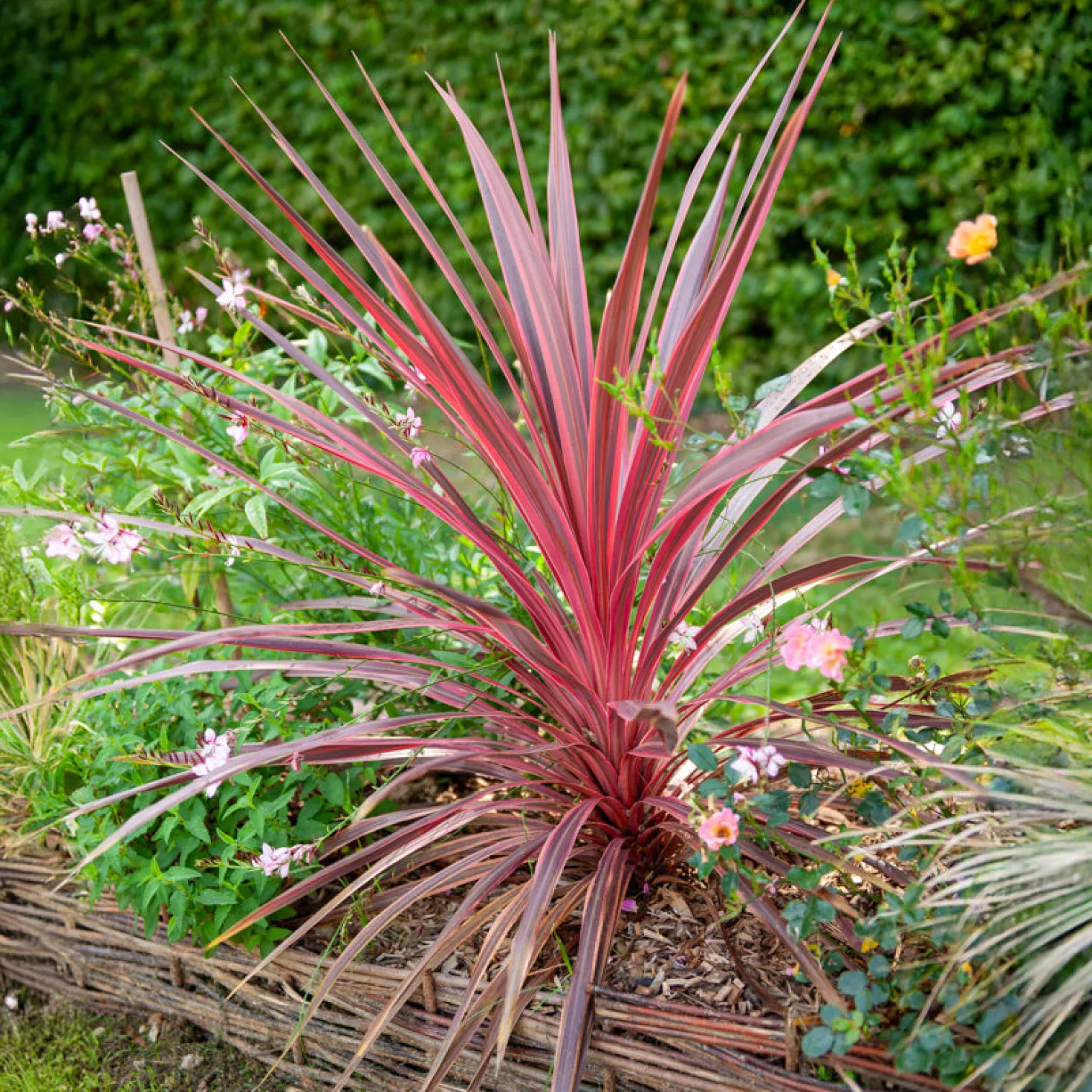 Australische Keulenlilie Pink Passion® - Exotik für Terrasse & Balkon
