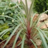 Australische Keulenlilie Sundance® - Exotik für Ihre Terrasse
