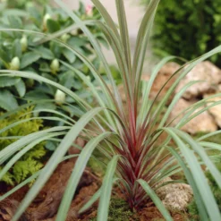 Australische Keulenlilie Sundance® - Exotik für Ihre Terrasse