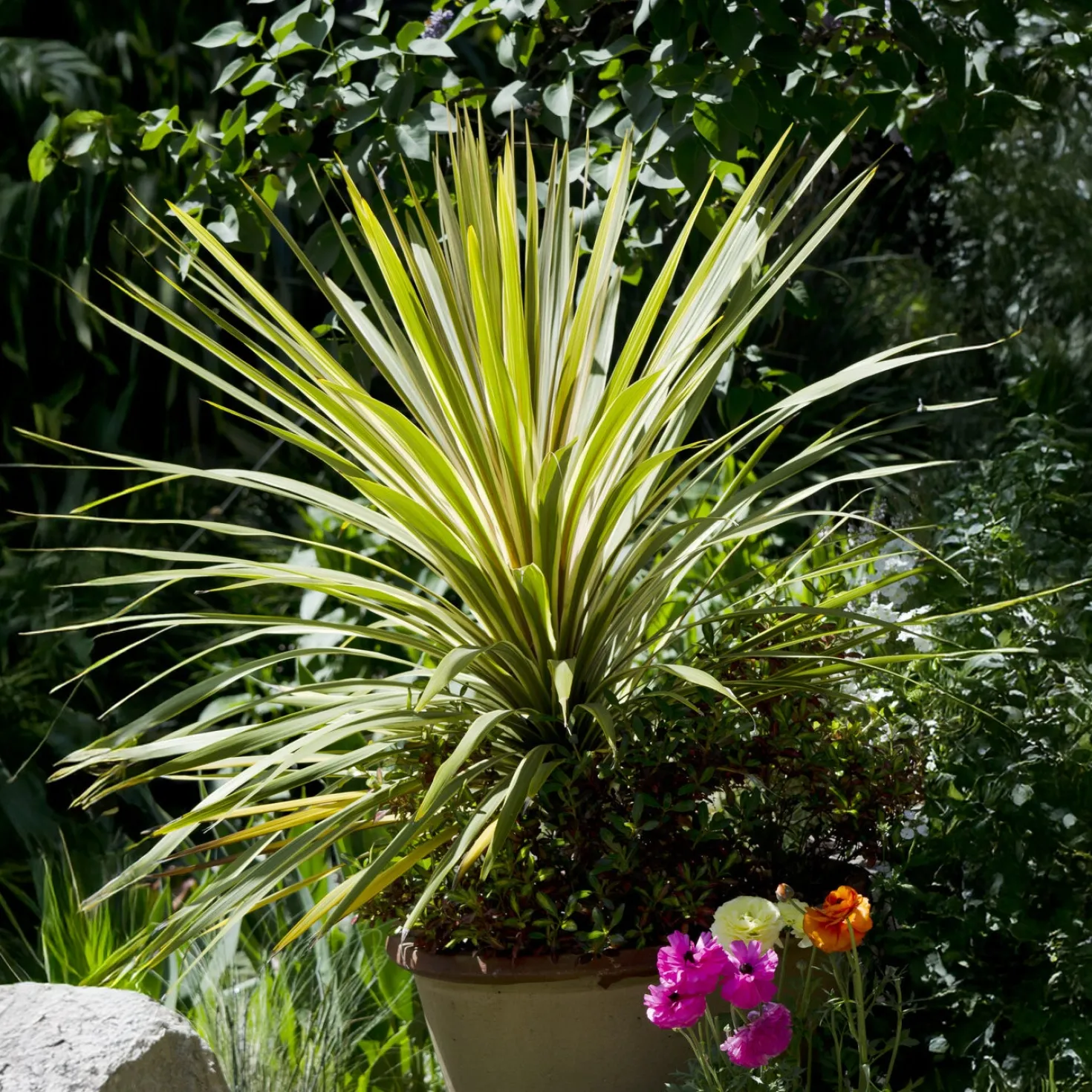 Australische Keulenlilie Torbay Dazzler® - Sofort exotisches Flair