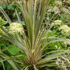 Australische Keulenlilie Torbay Dazzler® - Sofort exotisches Flair