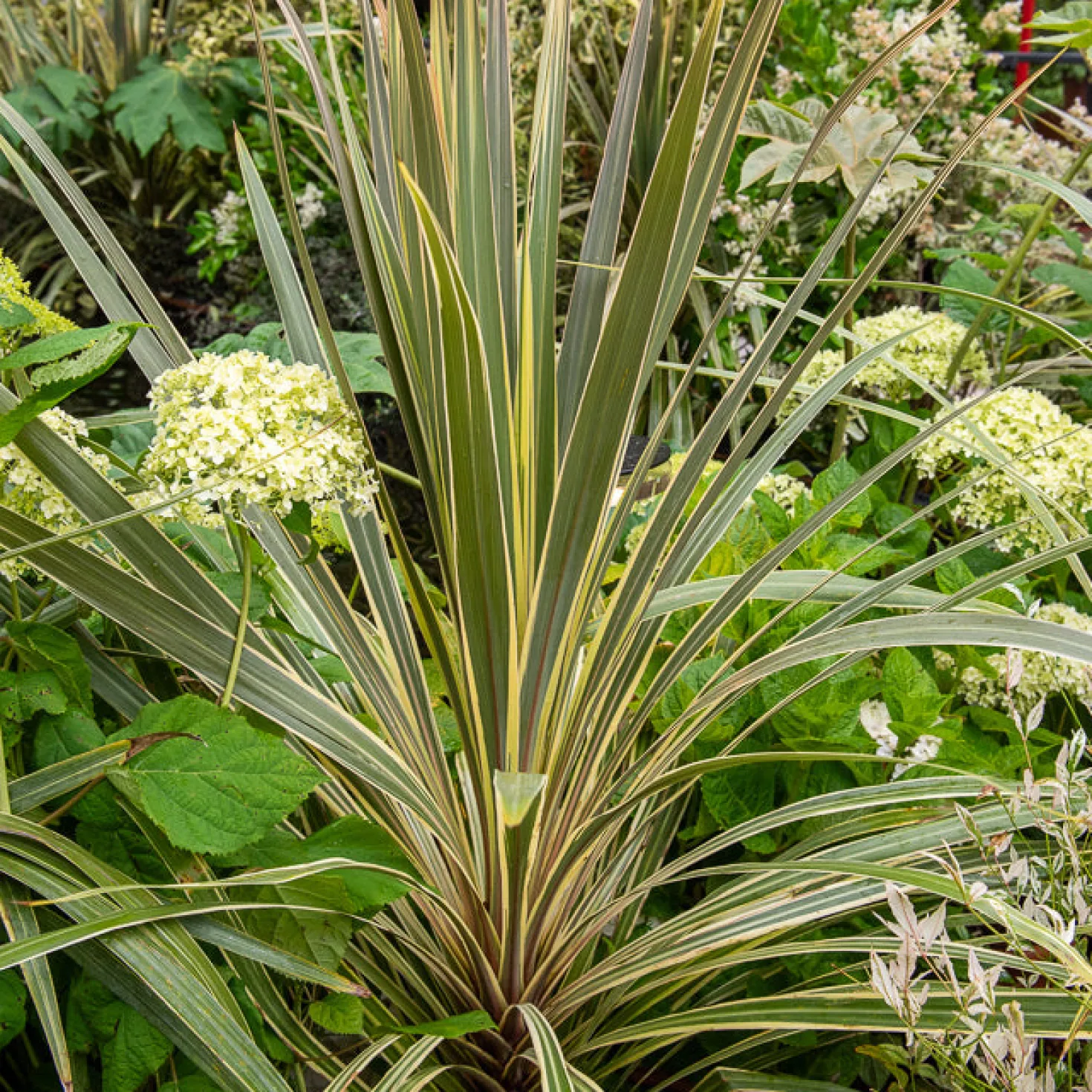 Australische Keulenlilie Torbay Dazzler® - Sofort exotisches Flair