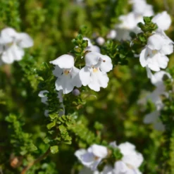 Australische Minze (Prostanthera) - Duft und Blüten ganz einfach
