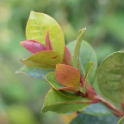 Australische Myrte ‘Newport’ - Dichte Hecke, ganzjährig grün