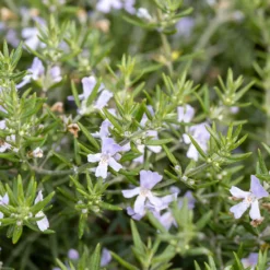 Australischer Rosmarin - Mediterranes Flair ganz leicht