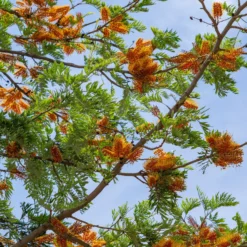 Australische Seideneiche - Exotik im Kübel, ganz einfach