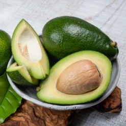 Avocadobaum Bacon - Eigene Avocados ernten