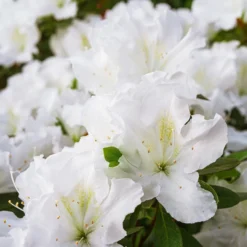Azalea Encore White Julia - Zweimal Blüte pro Jahr