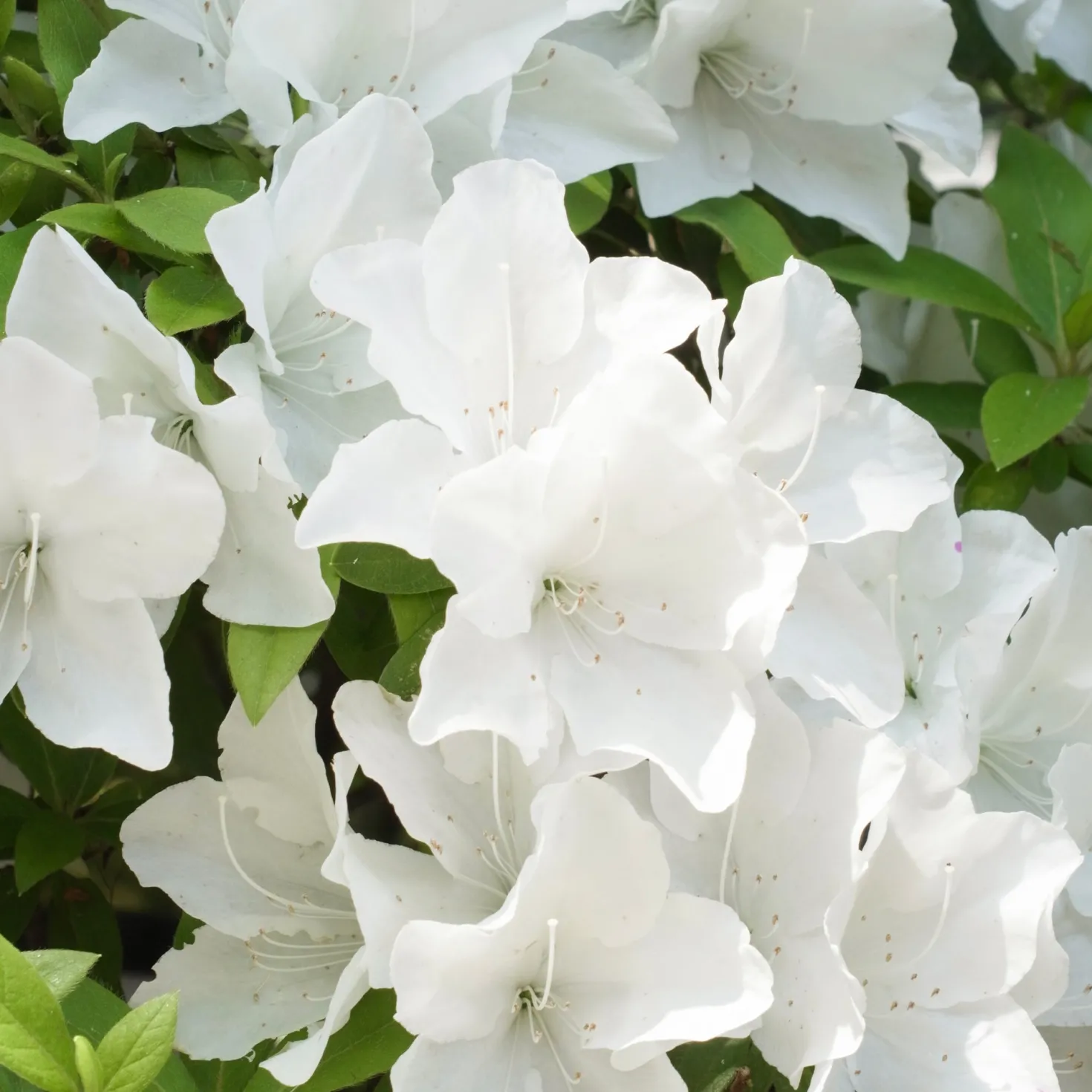 Azalea Encore White Julia - Zweimal Blüte pro Jahr
