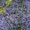 Bacopa Blau - Blütenteppich fürs Balkonkästchen