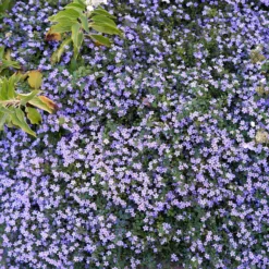 Bacopa Blau - Blütenteppich fürs Balkonkästchen