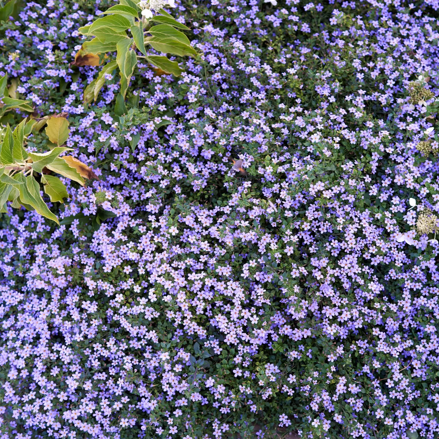 Bacopa Blau - Blütenteppich fürs Balkonkästchen