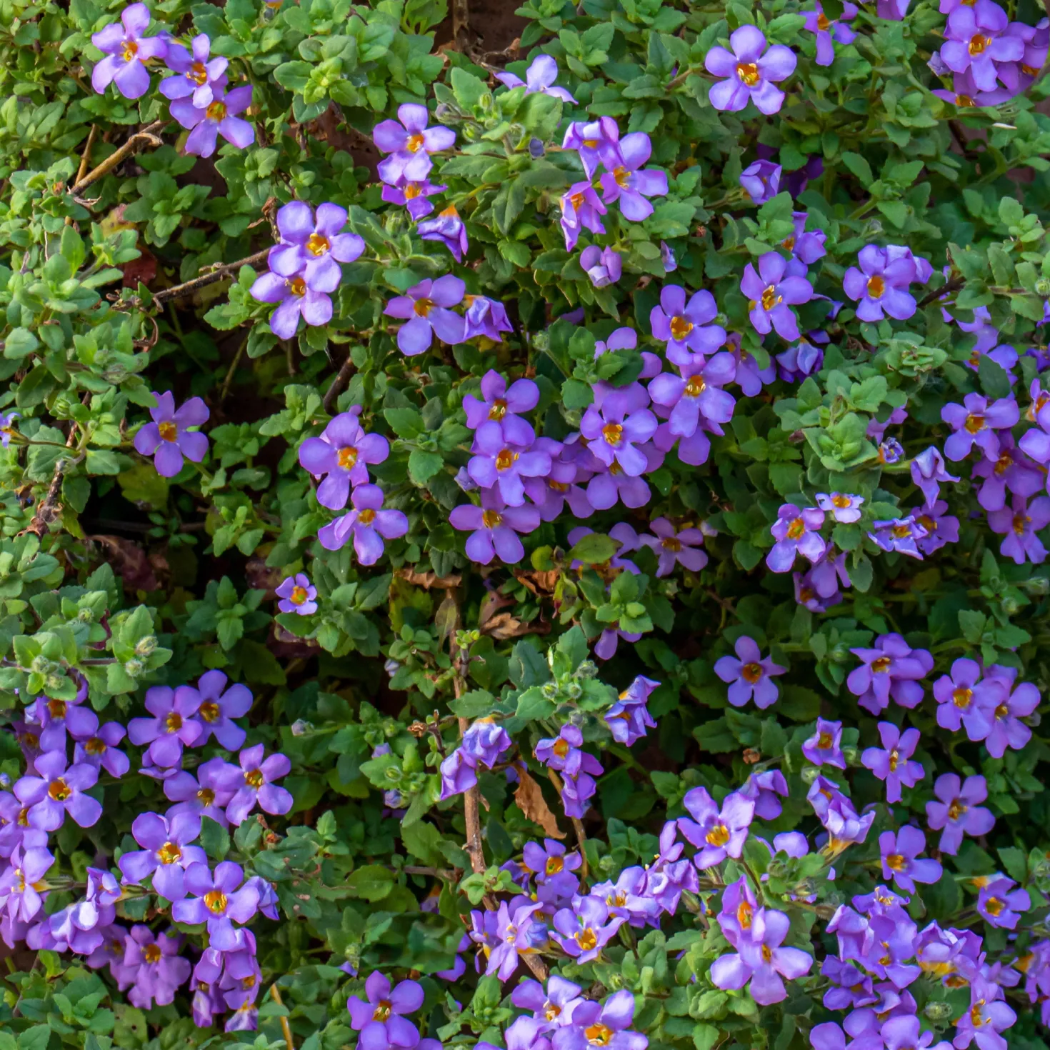 Bacopa Blau - Blütenteppich fürs Balkonkästchen