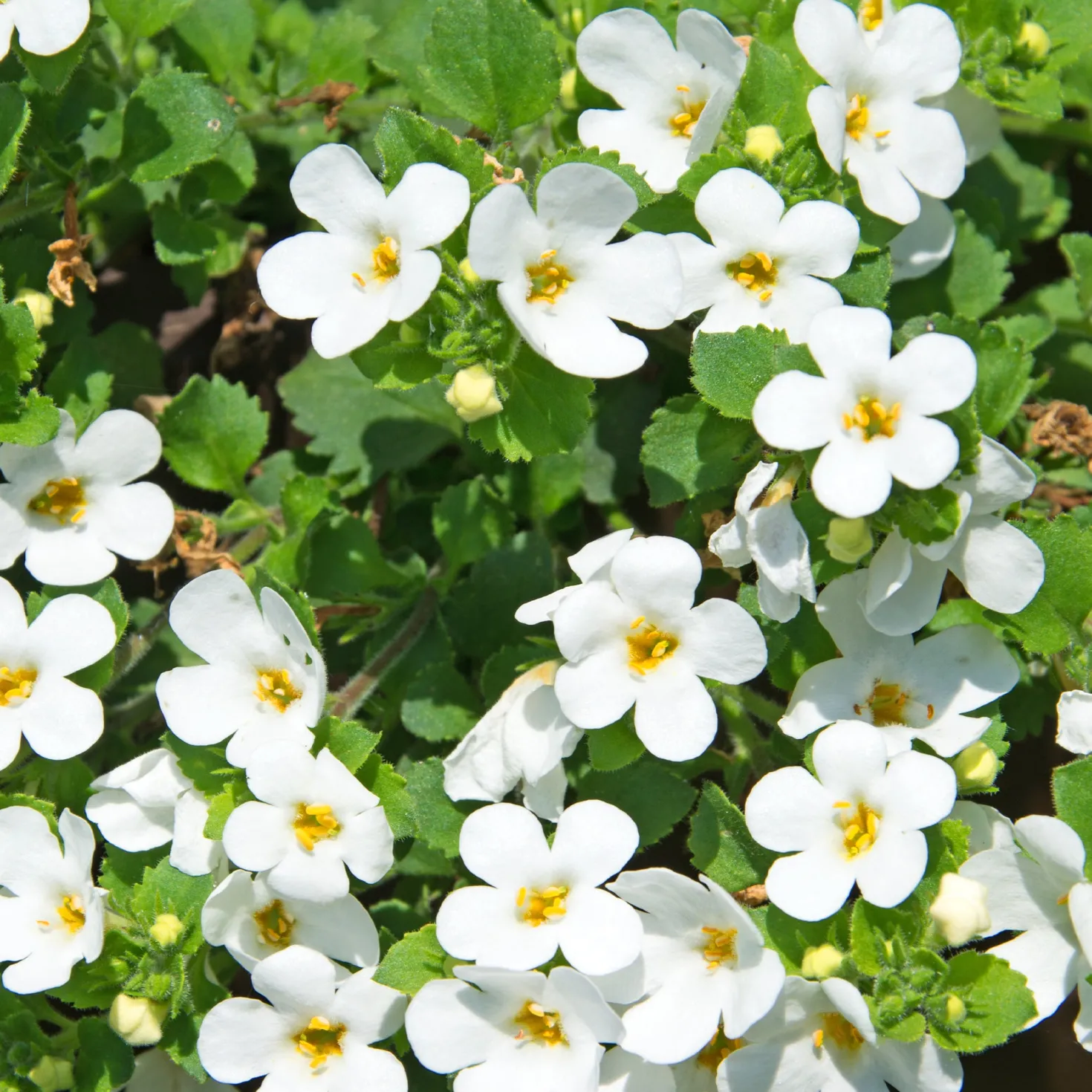 Bacopa Weiß - Weißer Blütenwasserfall