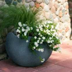 Bacopa Weiß - Weißer Blütenwasserfall