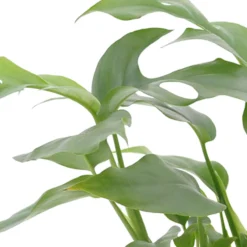 Bad-Zimmerpflanzen-Kollektion (x3) - Grüne Wellness fürs Bad
