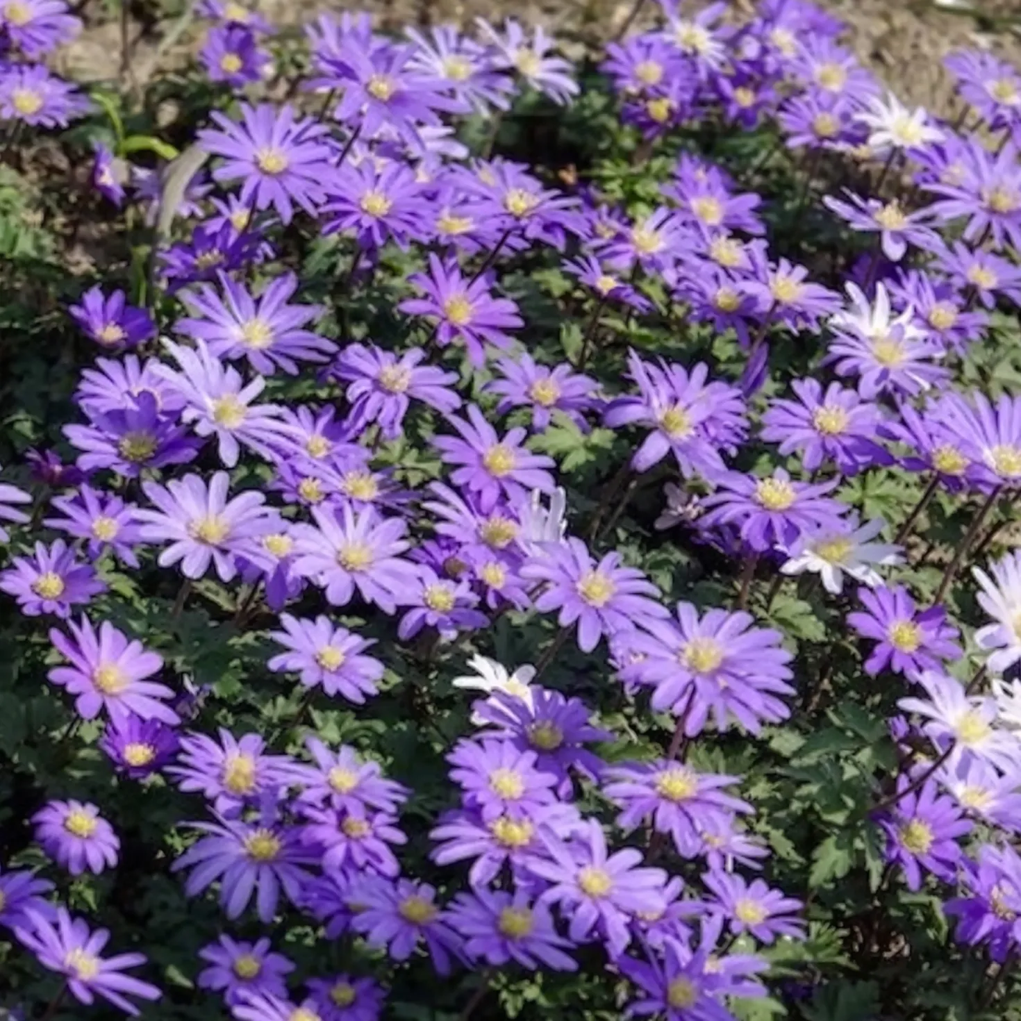Balkan-Windröschen 'Blue Shades' (x30) - Blauer Frühlingsteppich
