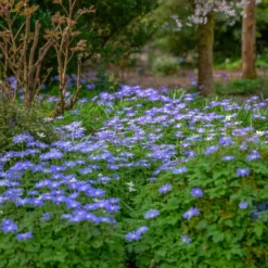 Balkan-Windröschen 'Blue Shades' (x30) - Blauer Frühlingsteppich