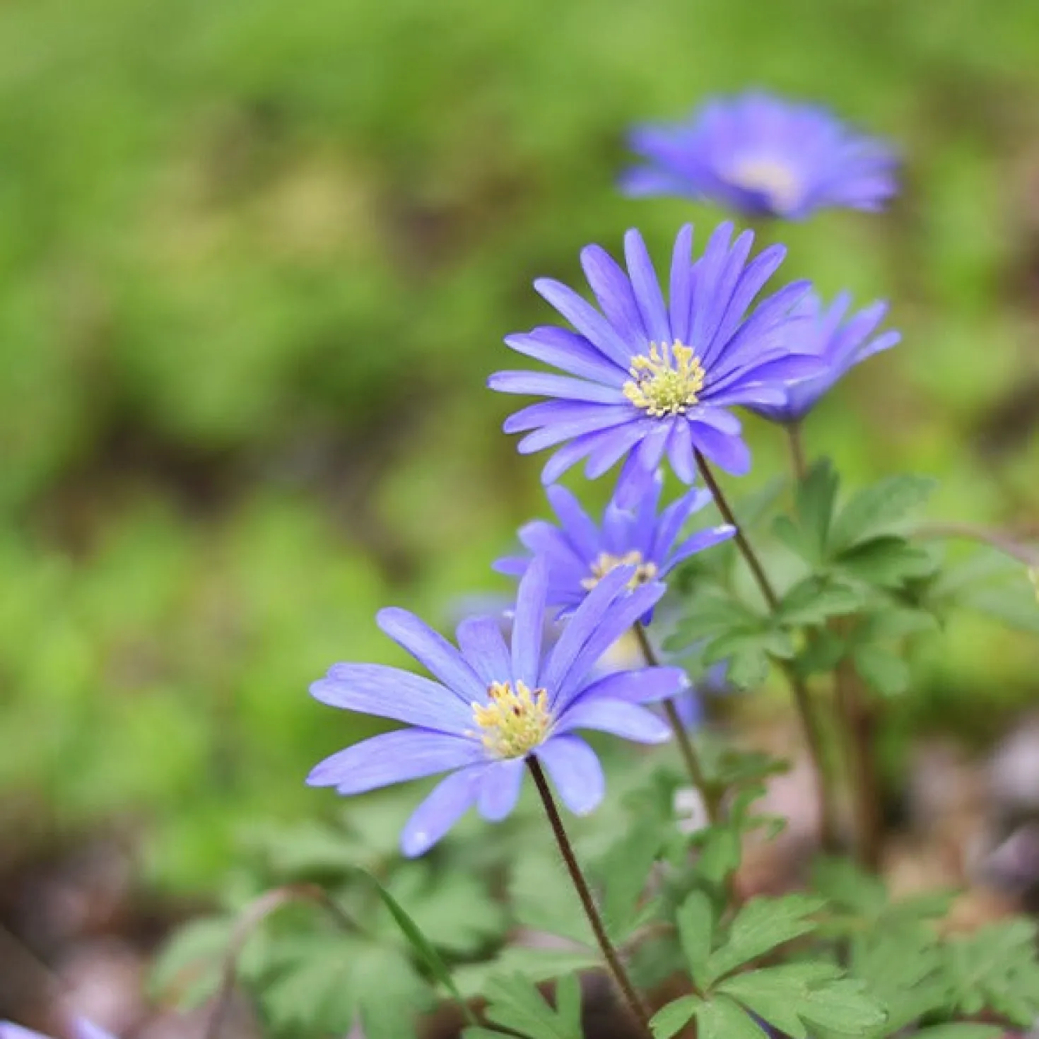 Balkan-Windröschen 'Blue Shades' (x30) - Blauer Frühlingsteppich