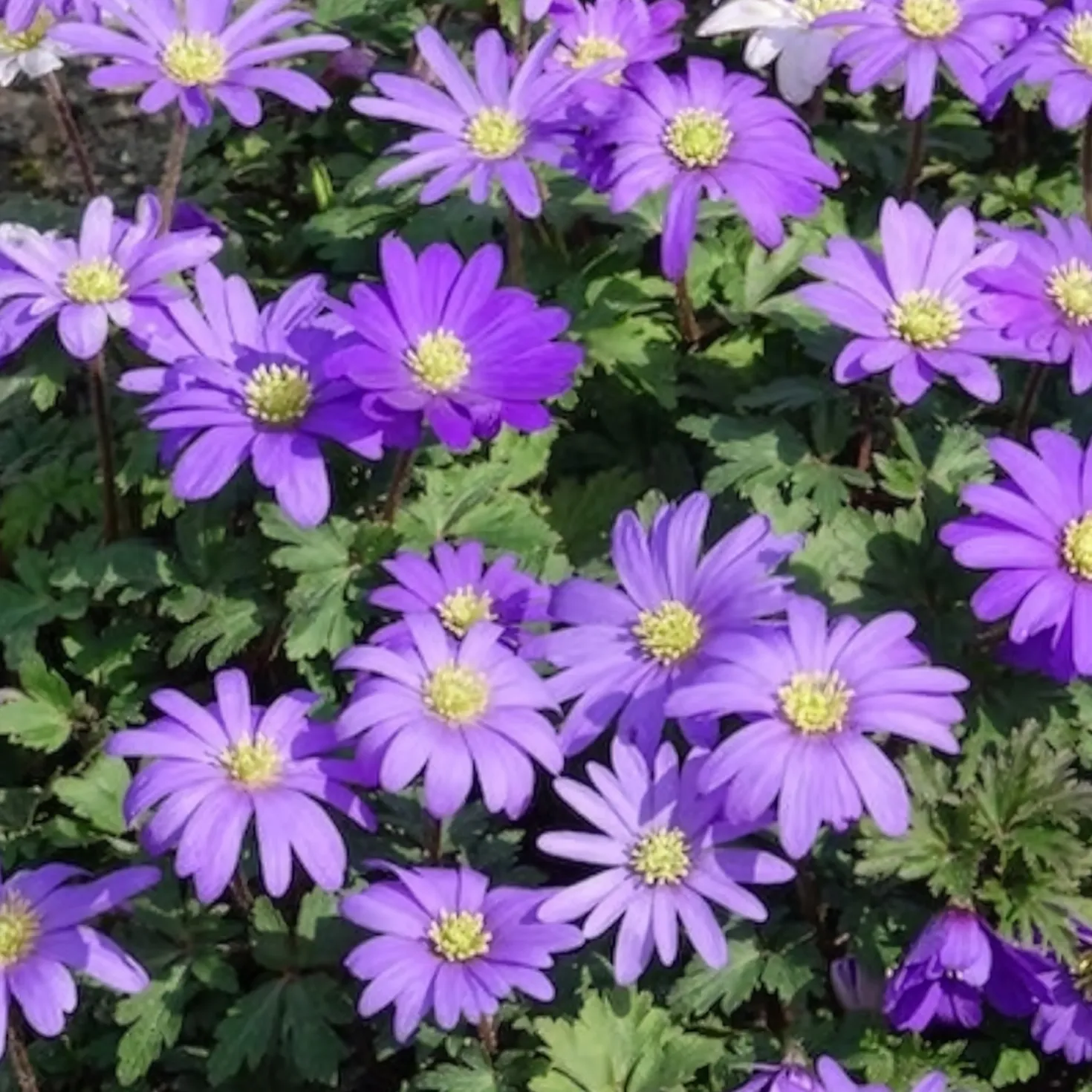 Balkan-Windröschen 'Blue Shades' (x30) - Blauer Frühlingsteppich