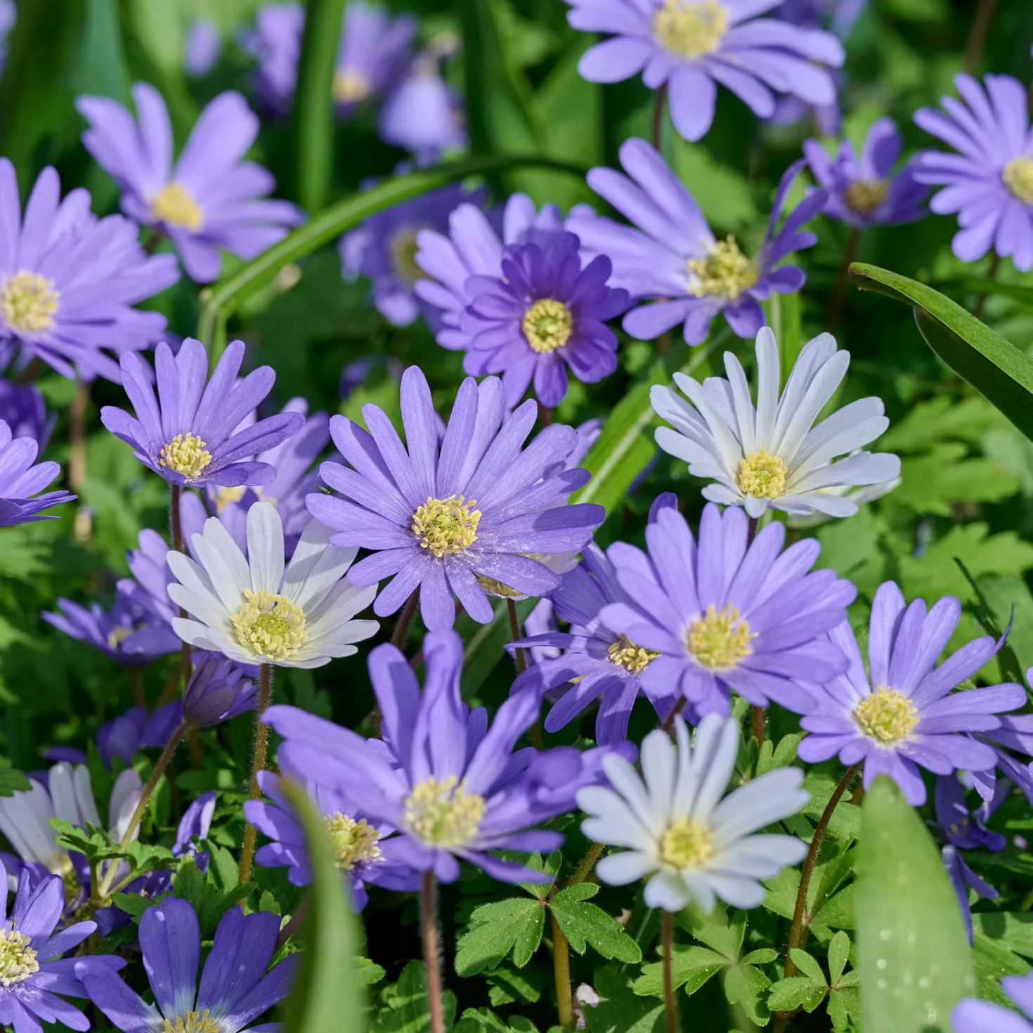 Balkan-Windröschen 'Blue Shades' (x30) - Blauer Frühlingsteppich