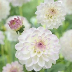 Ball-Dahlie 'Evelyne' - Perfekte Kugeln, volle Blüte