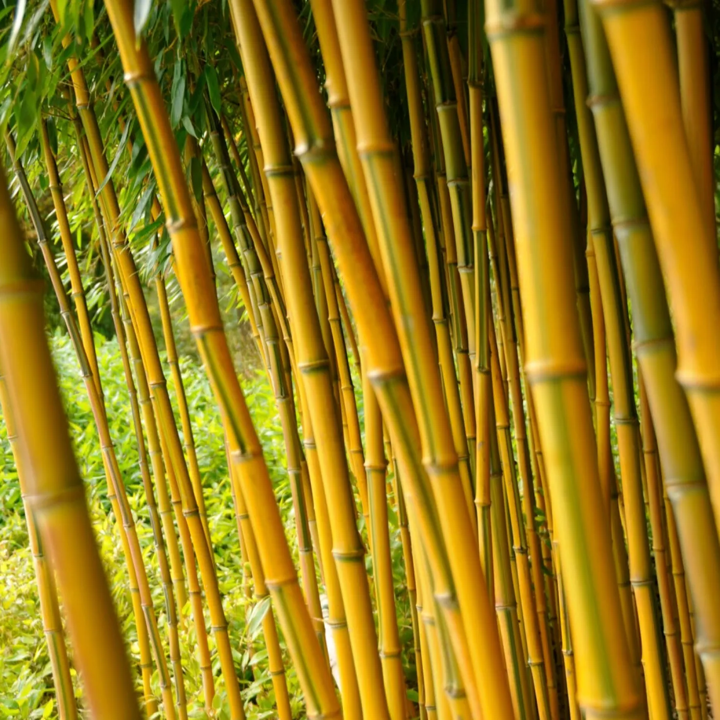 Bambus ‘Aureosulcata Spectabilis’ - Sichtschutz mit goldenem Halm