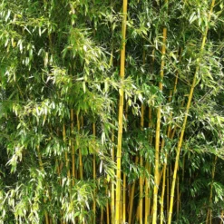 Bambus ‘Aureosulcata Spectabilis’ - Sichtschutz mit goldenem Halm