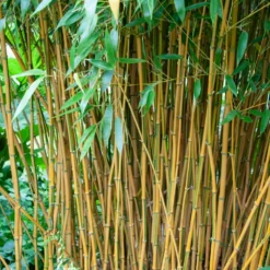 Bambus ‘Aureosulcata Spectabilis’ - Sichtschutz mit goldenem Halm