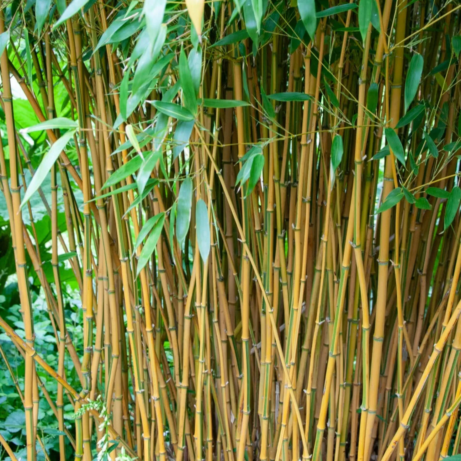 Bambus ‘Aureosulcata Spectabilis’ - Sichtschutz mit goldenem Halm