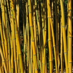 Bambus ‘Aureosulcata Spectabilis’ - Sichtschutz mit goldenem Halm