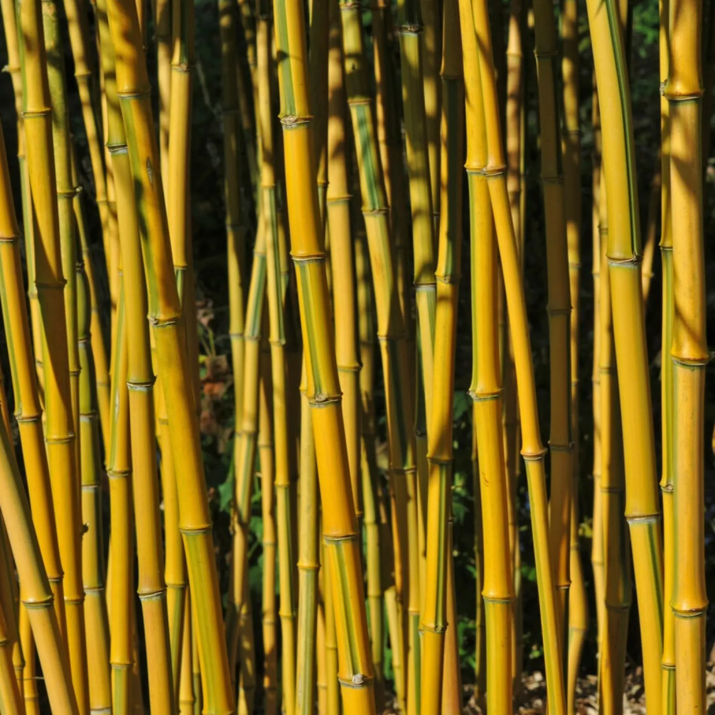 Bambus ‘Aureosulcata Spectabilis’ - Sichtschutz mit goldenem Halm