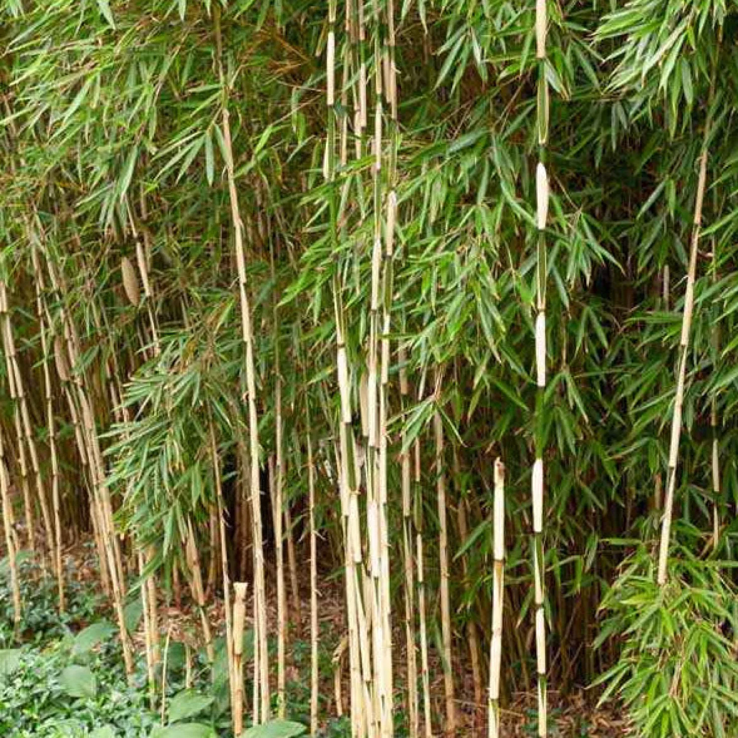 Bambus Fargesia 'Pingwu' - Sichtschutz in einer Saison