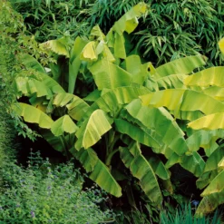 Bananenpflanze Musa basjoo - Dschungel-Feeling im Garten