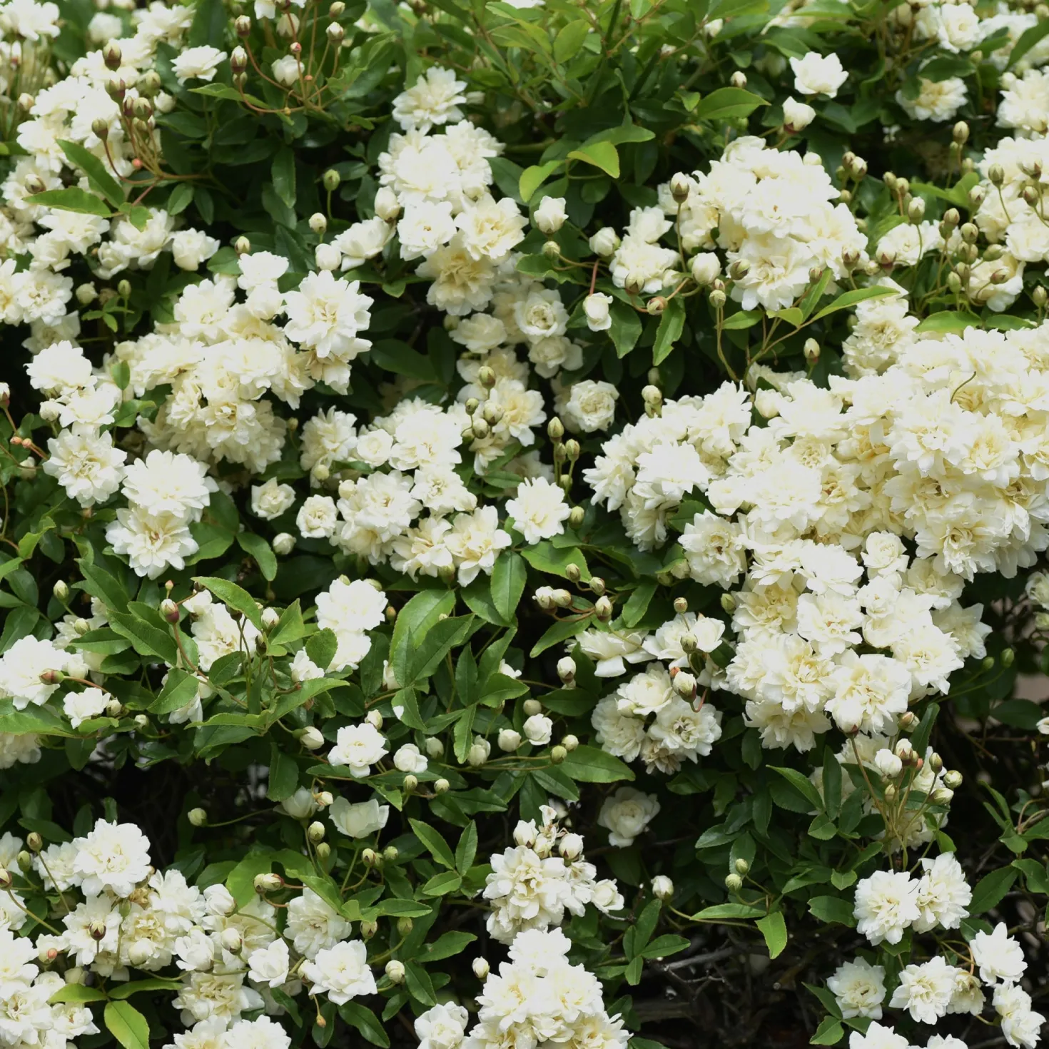 Banks-Rose ‘Alba Plena’ - Weiße Blütenwolke im Frühling
