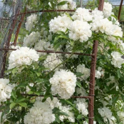 Banks-Rose ‘Alba Plena’ - Weiße Blütenwolke im Frühling