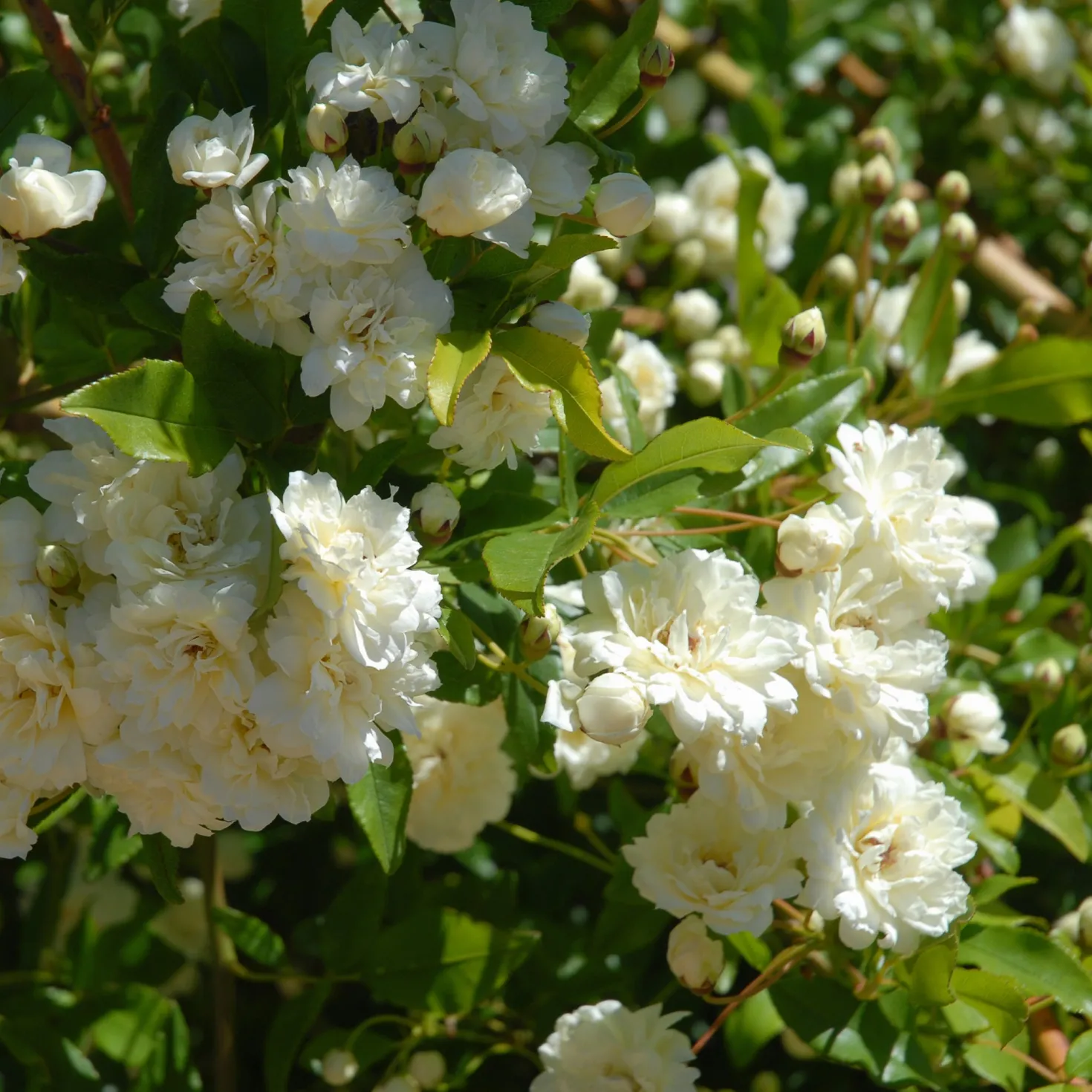 Banks-Rose ‘Alba Plena’ - Weiße Blütenwolke im Frühling