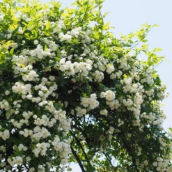 Banks-Rose ‘Alba Plena’ - Weiße Blütenwolke im Frühling