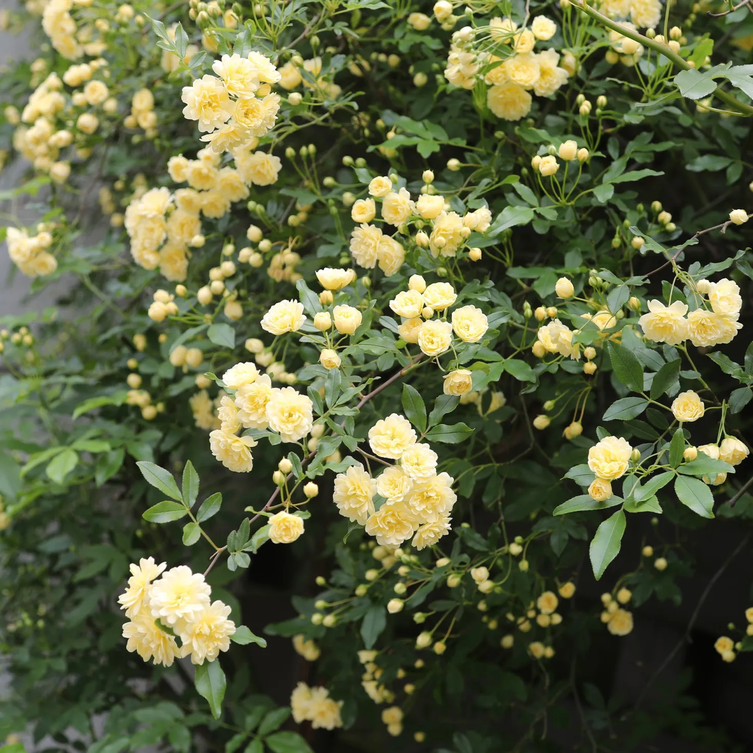 Banks-Rose gelb - Goldene Blütenwolke im Nu