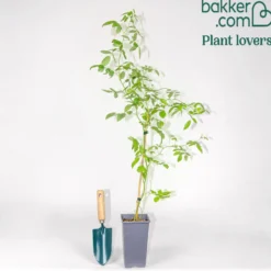 Banks Rose Rosea - Dornenlos und voller Blüten