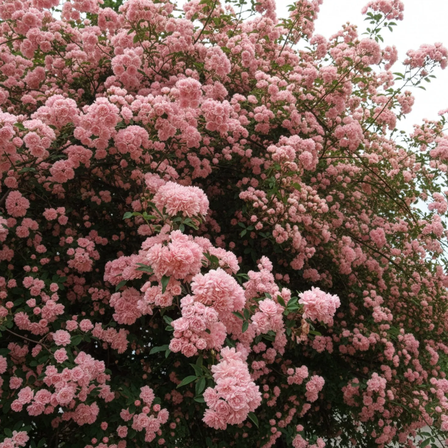 Banks Rose Rosea - Dornenlos und voller Blüten